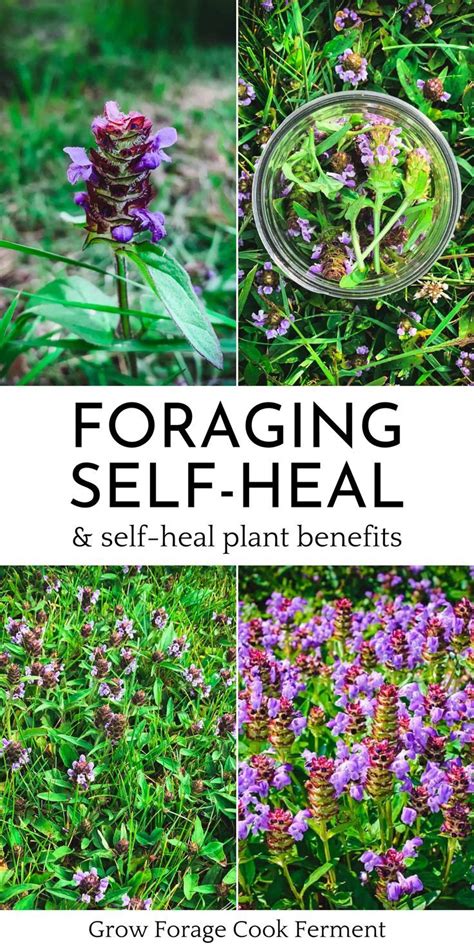 Foraging For Self Heal Heal All Or Woundwort Medicinal Herbs Garden