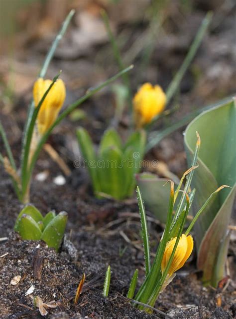 Yellow Crocus Early Gold Blooms in the Garden Stock Photo - Image of ...