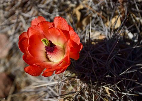 Desert Flower wallpapers, Movie, HQ Desert Flower pictures | 4K