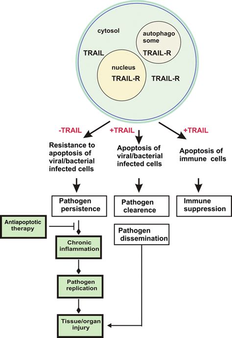 Protective And Pathogenic Roles Of TRAIL In Viral And Bacterial