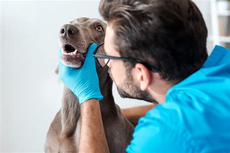 7 Essential Steps To Prepare For Your Dog's Tooth Extraction ...