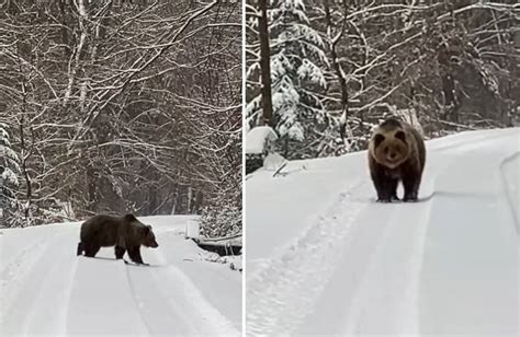 Ako Je To So Zimn M Sp Nkom Medve A Hned Ho Ilinak Sk