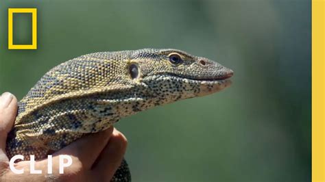 Monitor Lizard Around The Web