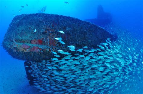 Buceando En Recife Noroeste De Brasil ~ Buceo ~