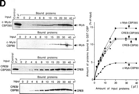 Domain Of Cbp Required For Binding To C Myb A Structure Of The