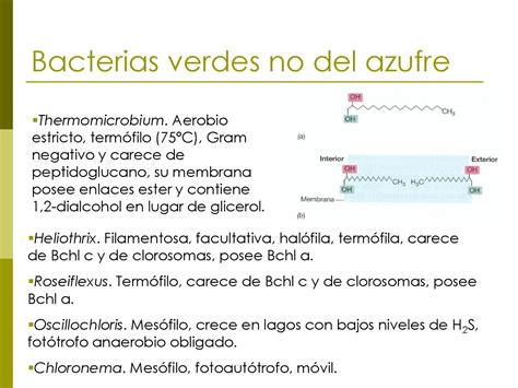 Microorganismos Fotosintéticos - Docsity