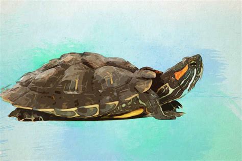 25+ Whimsical Watercolor Turtle Paintings - KnockOffDecor.com