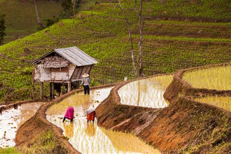 Rice fields on terraced. editorial photo. Image of fields - 42617641