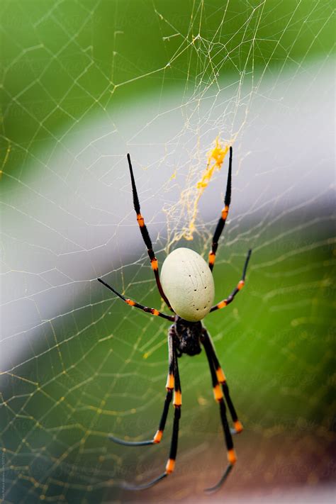 "Large Spider On His Web" by Stocksy Contributor "Mark Pollard" - Stocksy