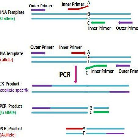 Cycling method of Touchdown PCR. | Download Scientific Diagram