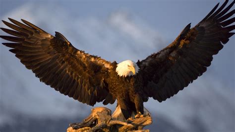 animals, Nature, Wildlife, Birds, Eagle, Bald Eagle Wallpapers HD ...