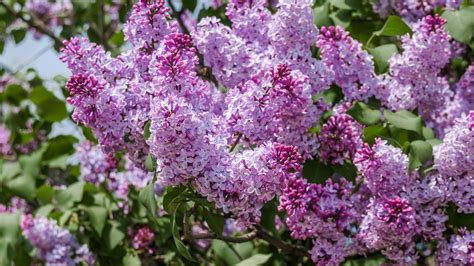 Lilas Plantation Entretien Soin Le Parisien