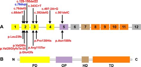 Pax Mutation Spectrum Nm And The Structure Of Protein In