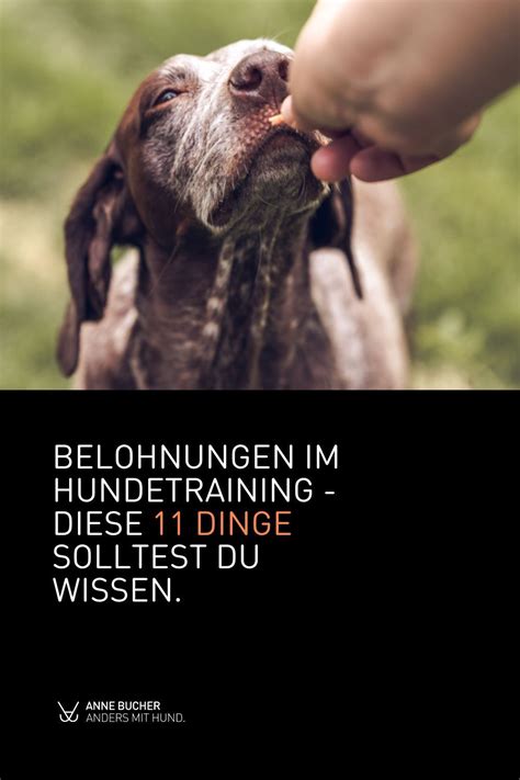 Belohnungen Im Hundetraining Hundetraining H Ndchen Training Hunde