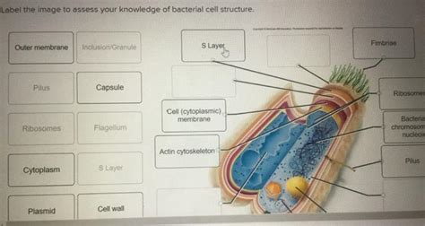 Solved Label The Image To Assess Your Knowledge Of Bacterial Chegg