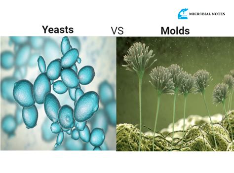 Yeasts Vs Molds Understanding Its Differences