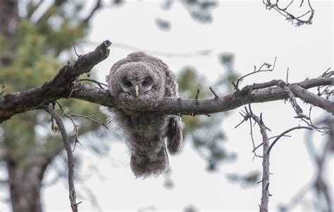 A Baby Owl Sleeping Face Down Is Unbelievable - Bird Advisors