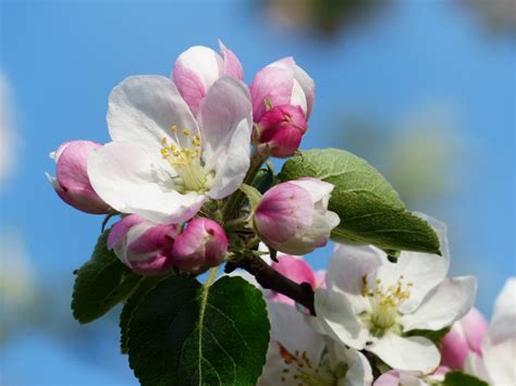 Free Images Nature Branch White Flower Petal Bloom Food Spring