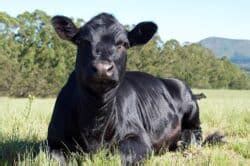 Aberdeen Angus Cattle Breed: Facts, Origin & History (with Pictures) | Animal World