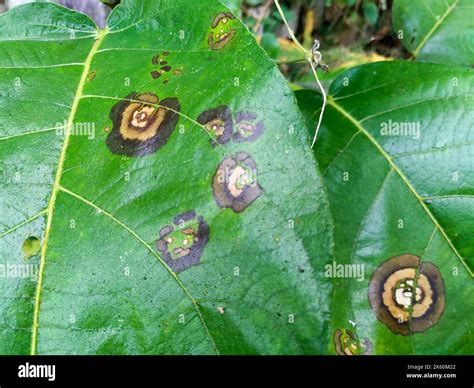 plant diseases leaf spot caused  colletotrichum species typical