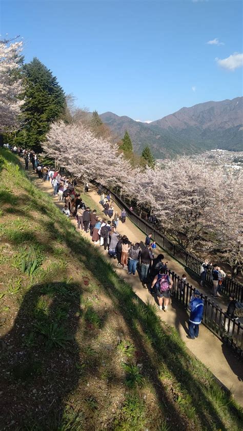 新倉山浅間公園桜まつり