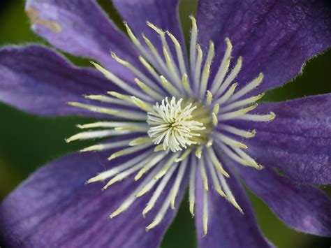 Clematis Mekar Foto Gratis Di Pixabay Pixabay