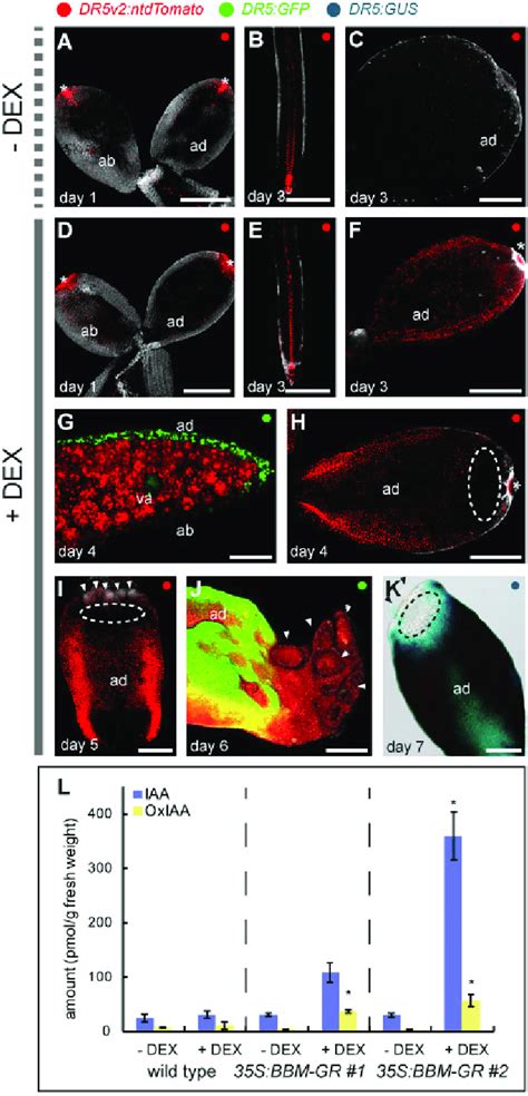 Bbm Expression Enhances Dr5 Auxin Response And Iaa Biosynthesis