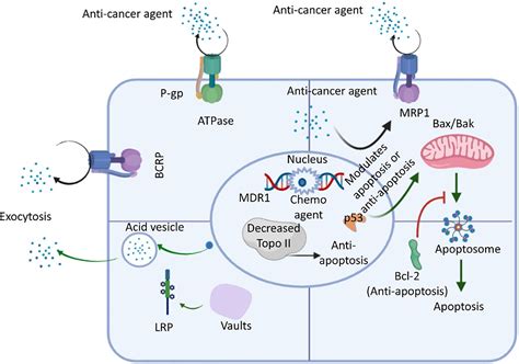 Frontiers Multidrug Resistance In Cancer Understanding Molecular