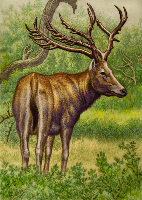 Pere Davids Deer By Willemsvdmerwe On Deviantart