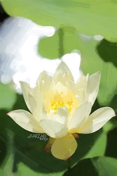 Lotus Flower Paintings Image Based Akvis Oil Paint Filter Lotus