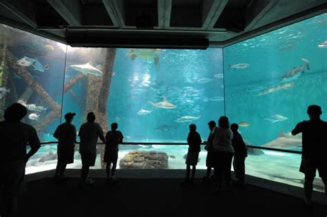 Audubon Aquarium and Audubon Insectarium Opening Date Announced