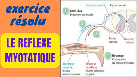 Correction Détaillée sur le REFLEXE MYOTATIQUE YouTube