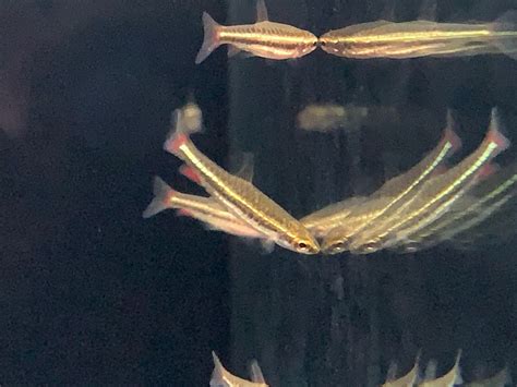 dwarf pencilfish aquatic avenue  store