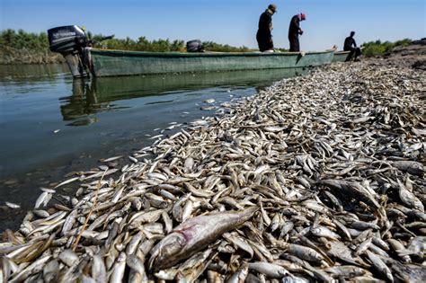 Miles De Peces Muertos Aparecen A Orillas De Un R O En Irak Fotos