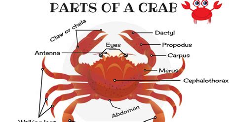 Anatomy Of A Crab - Anatomical Charts & Posters