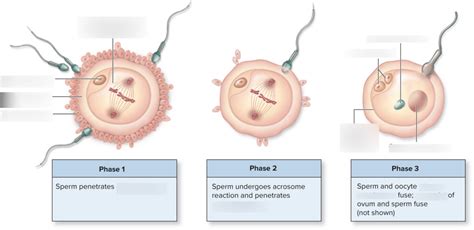 Phases Of Fertilization Diagram Quizlet