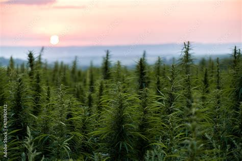 Hemp field Stock Photo | Adobe Stock