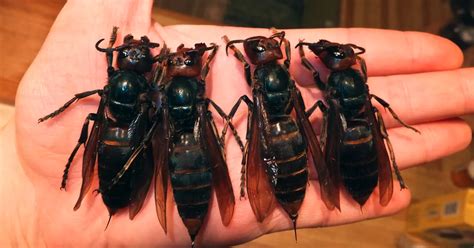 Killer Hornets See First Pictures Of Deadly Insects That Have Claimed Dozens Of Lives In China