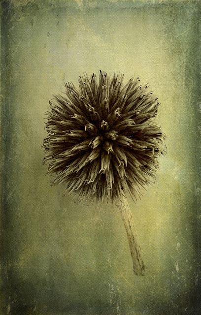 Day 217 — 366project — Seed Head Art Painting Seeds