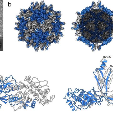 The Cryo EM Structure Of PCV 1 A A Section Of A Representative