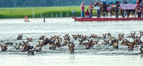 Chincoteague Pony Swim 2024 in Virginia - Rove.me