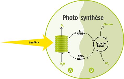 Tout savoir sur la photosynthèse