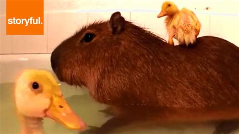 Ducklings Love Bath Time With Capybara Storyful Wild Animal Youtube