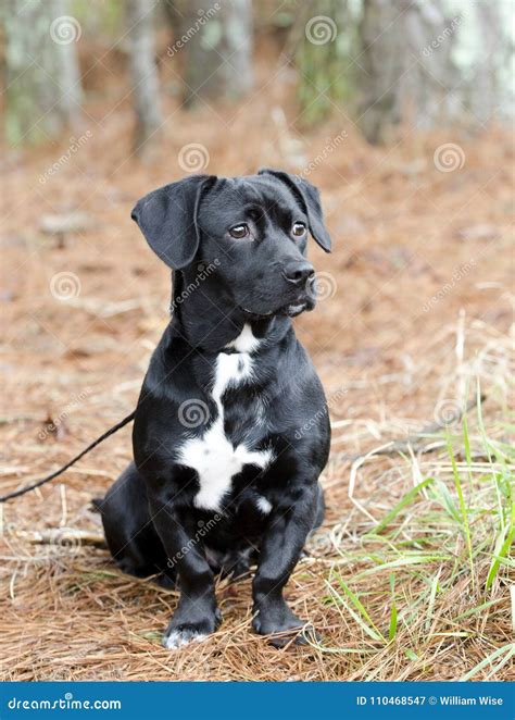 Cute Black Beagle Dachshund Mixed Breed Dog Mutt Stock Image Image Of