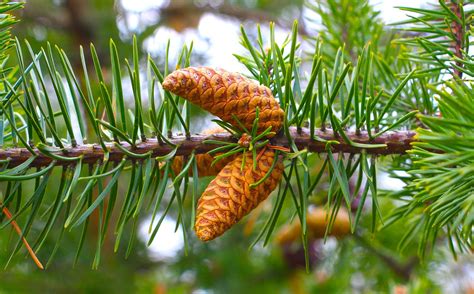 Pommes De Pin Pins Nature - Photo gratuite sur Pixabay - Pixabay