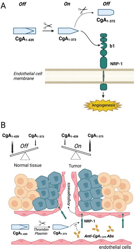 Figure From Neuropilin And Integrins As Receptors For Chromogranin