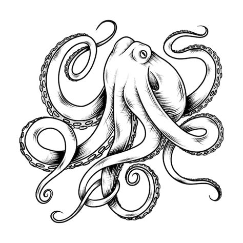 Ilustraci N De Dibujo De Pulpo Dibujado A Mano Vector Gratis