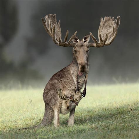 Kangarooses : r/HybridAnimals