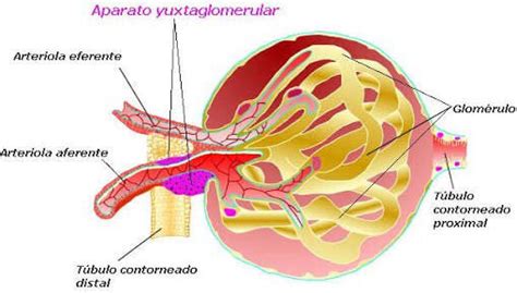 BASES HISTOLÓGICAS DE LA BARRERA DE FILTRACIÓN RENAL Mind Map