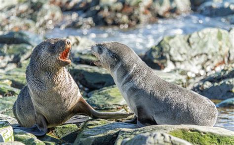 430 Seal Animal Sea Dog Nature Stock Photos Pictures And Royalty Free